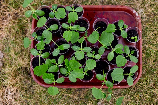 Bovenaanzicht van doos met zaailingen van komkommergroenten, werken op de boerderij, werken in de tuin in het voorjaar, tuinieren, eco.