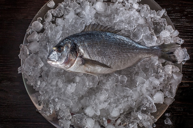 Bovenaanzicht van Dorada op ijs.