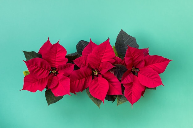 Bovenaanzicht van drie kerst rode poinsettia bloempotten op muntachtig groen oppervlak