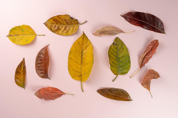 Bovenaanzicht van droge herfstbladeren met kopie ruimte