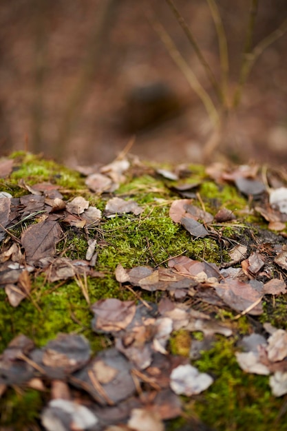Bovenaanzicht van een bosbodem bedekt met groen mos en bruine droge herfstbladeren.