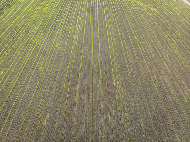 Bovenaanzicht van een groen gecultiveerd veld. Gezaaide plantage met zaden. Vogelperspectief