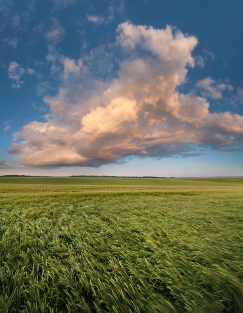 Bovenaanzicht van een groen veld met oren van rogge in de avond erboven de lucht met een grote paarsroze wolk