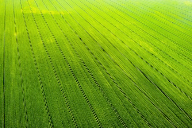 Bovenaanzicht van een ingezaaid groen en grijs veld in wit-rusland. landbouw in wit-rusland.