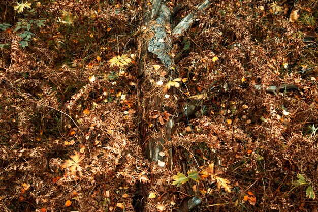 Bovenaanzicht van een omgevallen oude boom bedekt met herfstbladeren en verdorde planten. Herfst natuurlijke onscherpe achtergrond