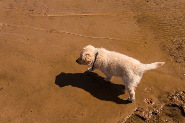 Bovenaanzicht van een puppy die langs de oever van het strand loopt.