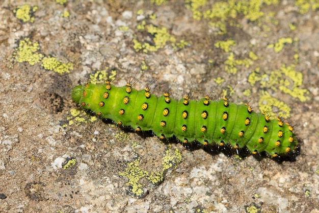 Bovenaanzicht van een Saturnia Pavonia-rups op de grond onder het zonlicht