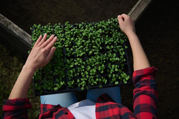 Bovenaanzicht van een tuinman die een cassette vasthoudt met groene rucolaspruiten die op zwarte grond in broeikasomstandigheden zijn gekweekt tuinbouw tuinbouwconcept