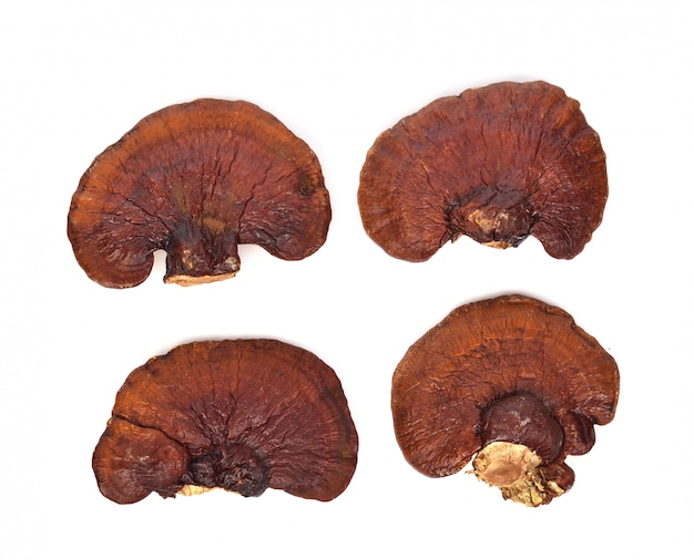 Bovenaanzicht van Ganoderma lucidum geïsoleerd op de witte muur.