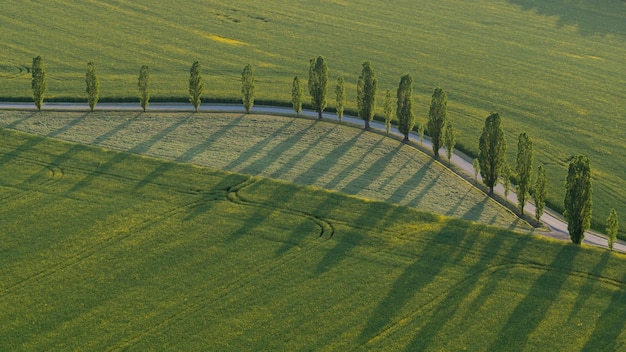 Bovenaanzicht van groene velden kronkelende weg Eenzame bomen staan langs de weg