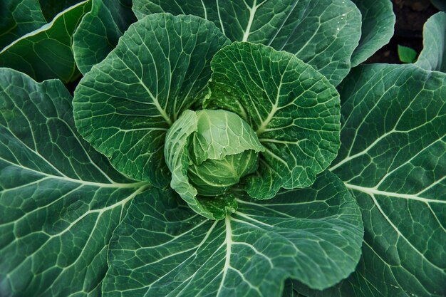 Bovenaanzicht van groene verse kool die op de grond van de boerderij groeit