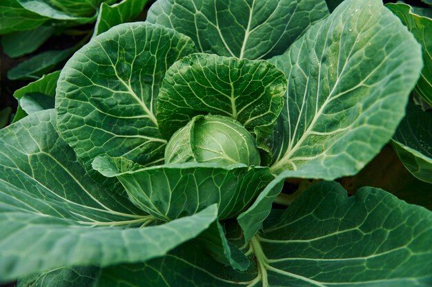 Bovenaanzicht van groene verse kool die op de grond van de boerderij groeit