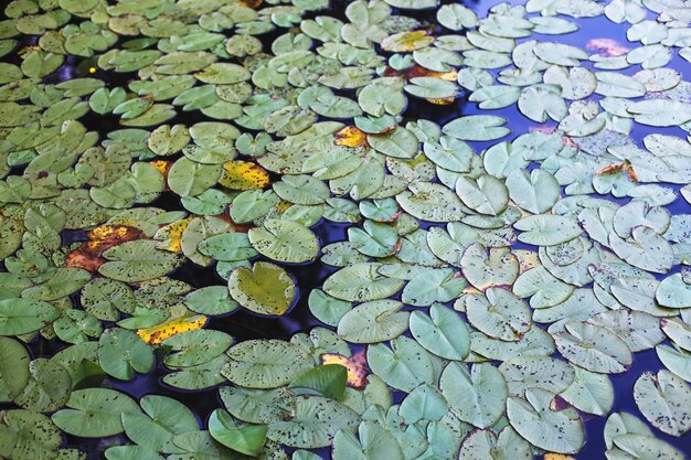 Bovenaanzicht van groene waterlelie bladeren in een vijver. lotusbloem achtergrond