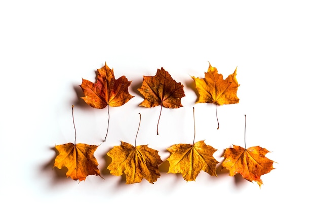 Bovenaanzicht van herfst esdoorn bladeren