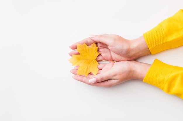 Bovenaanzicht van herfst geel esdoornblad in vrouw overhandigt wit