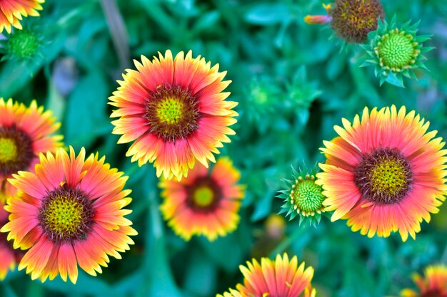 Bovenaanzicht van Indiase deken zonnebloem