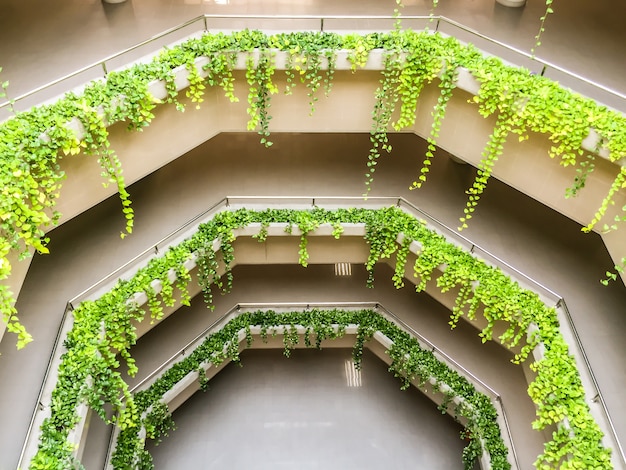 Bovenaanzicht van klimop in de pot op het balkon van het gebouw