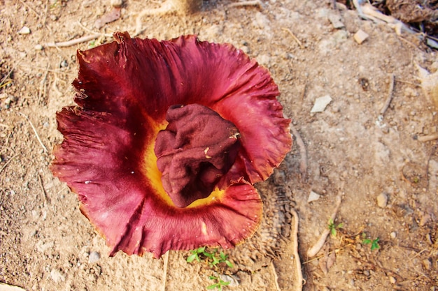 Bovenaanzicht van lijk bloem