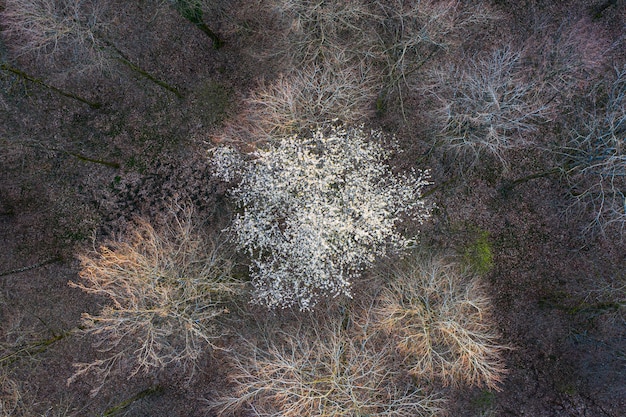 Bovenaanzicht van loofboombos in het begin van de lente