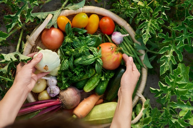 Bovenaanzicht van mand met veel verschillende verse rauwe biologische groenten kruiden met boer vrouw handen zomer natuur moestuin achtergrond Oogst groenten van biologische boerderij gezond voedsel tuinieren