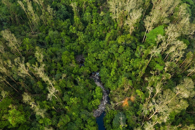 Bovenaanzicht van mangrovebos