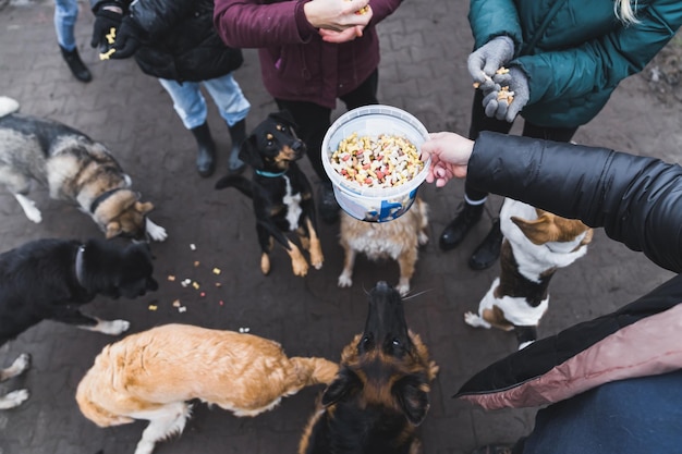 Bovenaanzicht van mensen die zwerfhonden voeren vanuit het dierenasiel buiten