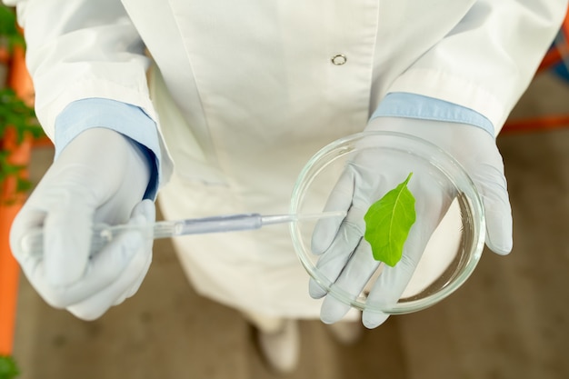 Bovenaanzicht van onherkenbare bioloog in latexhandschoenen die petrischaaltje vasthoudt en reagens op blad laat vallen