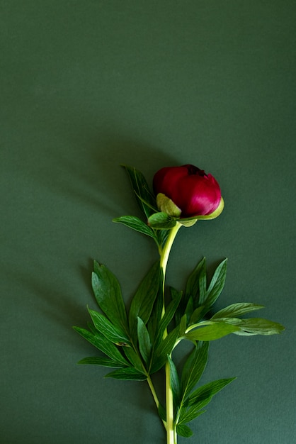 Bovenaanzicht van pioenrozen bloemen