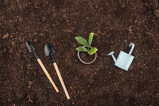 Bovenaanzicht van pot met kleine plant in de buurt van speelgoedgieter en schoppen die het natuurconcept beschermen