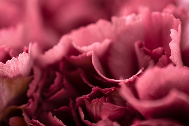 Bovenaanzicht van prachtige rood gekleurde bloemen