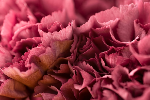 Bovenaanzicht van prachtige rood gekleurde bloemen