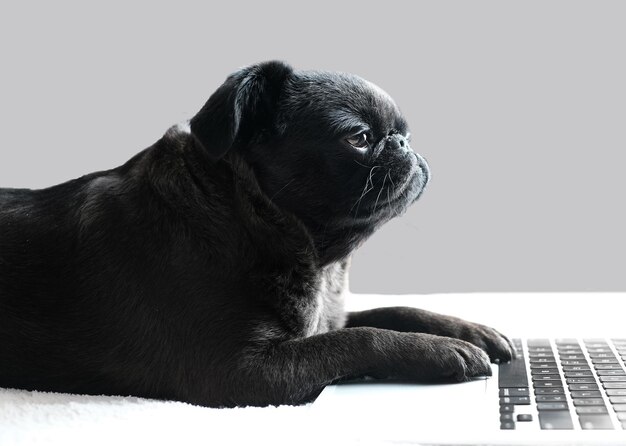 Bovenaanzicht van pug of brabancon hond met laptop op wit