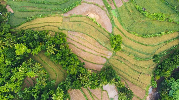 Bovenaanzicht van rijstterrassen in Mangunan Bantul Yogyakarta