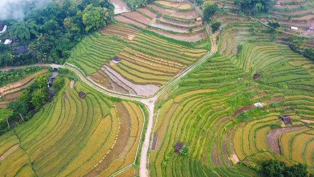 Bovenaanzicht van rijstterrassen in Mangunan Bantul Yogyakarta