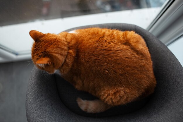 Bovenaanzicht van rode kat liggend op grijze stoel in de buurt van raam