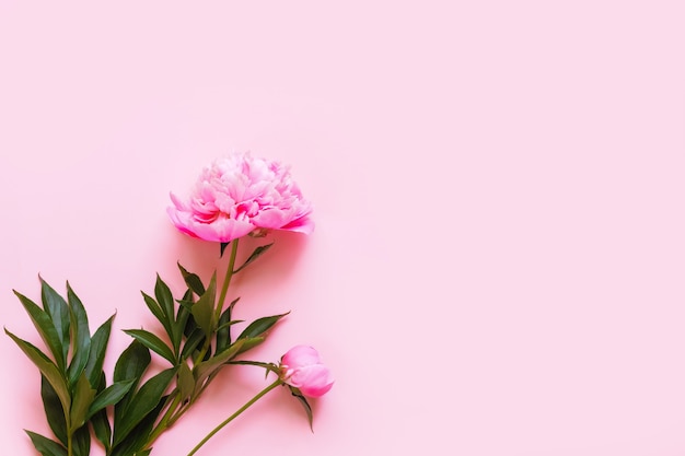 Bovenaanzicht van roze pioenroos bloemen met kopie ruimte. Ruimte voor tekst.