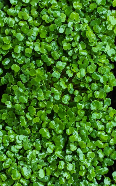 Bovenaanzicht van rucola microgreen Micro groene superfood close-up Modern restaurant keuken concept