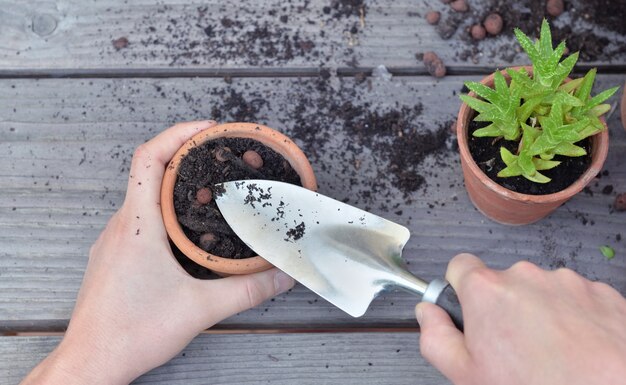 Bovenaanzicht van schopgreep door tuinman overhandigt potplant
