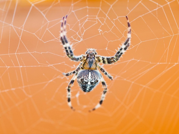 Bovenaanzicht van spin op spinneweb