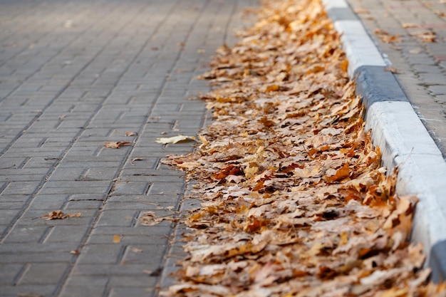 Bovenaanzicht van straatstenen en wegrand met gevallen heldere herfstbladeren