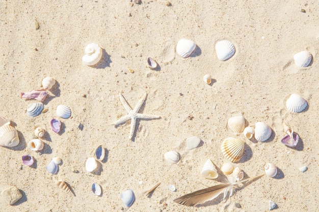 Bovenaanzicht van strandzand met schelpen en zeester zomer achtergrond concept vintage tone
