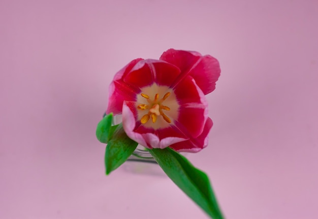 Bovenaanzicht van tulp op roze achtergrond