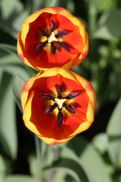 Bovenaanzicht van twee bloeiende oranje tulpenknoppen ziet eruit als nummer acht van bloemen op groene achtergrond