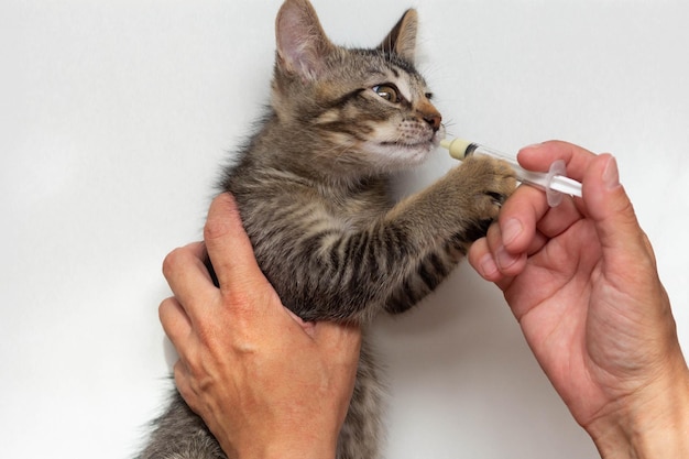 Bovenaanzicht van vrouw hand met spuit met wormen geneeskunde voor kitten op de witte achtergrond