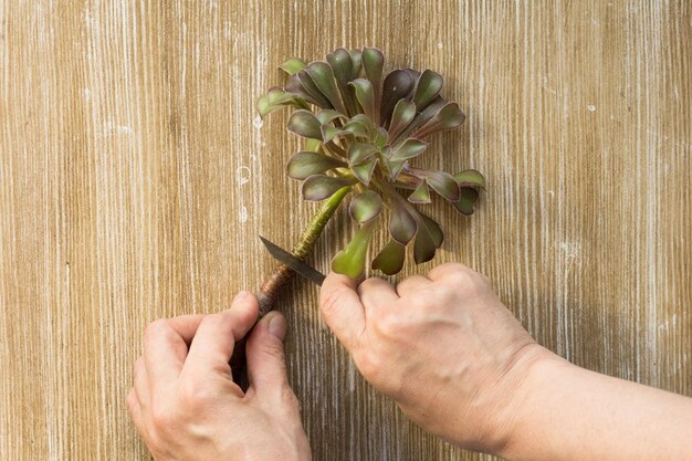 Bovenaanzicht van vrouw hand snijden Aeonium met wortel voor snijden en oppotten op de houten achtergrond