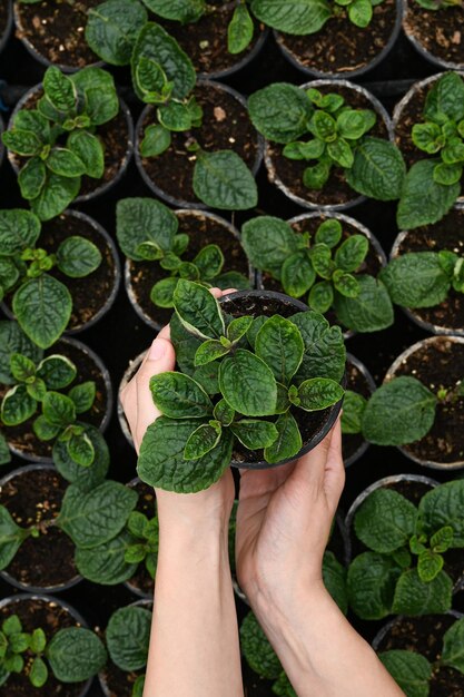 Foto bovenaanzicht van vrouwelijke tuinman in een grote kas met een pot met plant groeiende bloemzaailingen