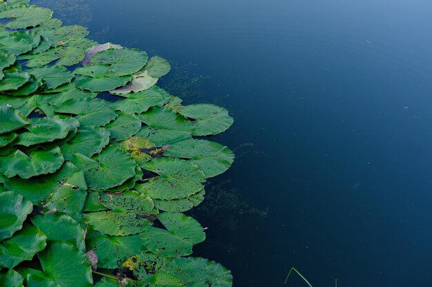 Bovenaanzicht van waterlelies met grote groene platen bladeren op het meer