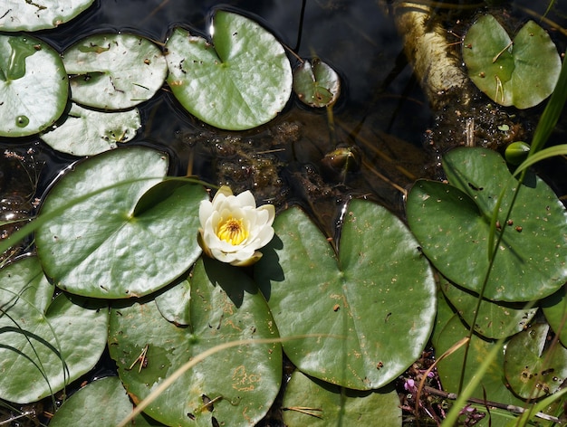 Foto bovenaanzicht van waterlelies met witte bloemen