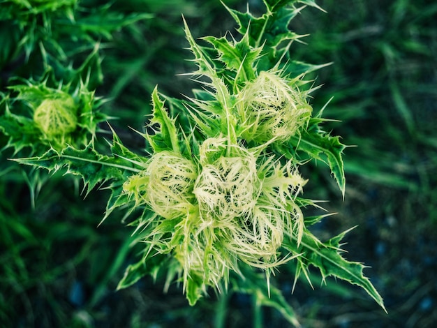 Bovenaanzicht van wilde stekelige plant met boor en bloemknop