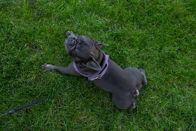 Bovenaanzicht van zwarte hond Franse bulldog liggend op het gazon